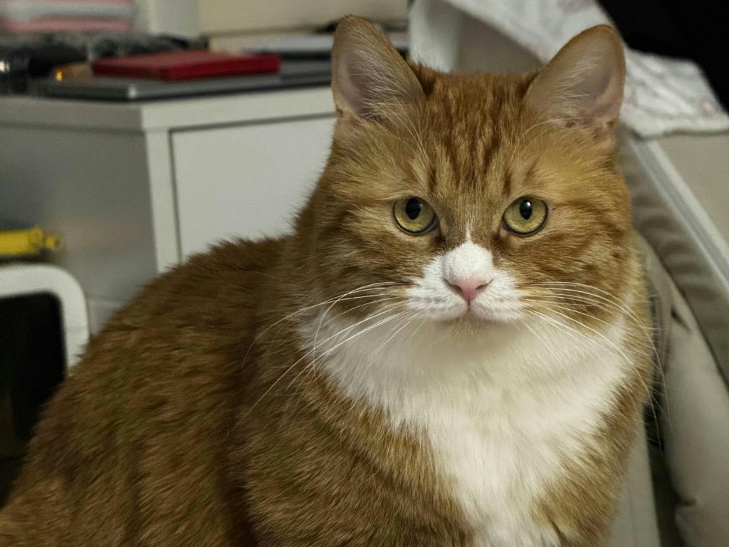 My cat